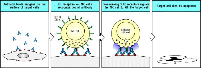 Antikora Bağımlı Hücresel Sitotoksisite Antibody-Dependent Cell-Mediated Cytotoxicity, (ADCC) Ab hedef hücre yüzeyindeki antijene bağlanır NK hücre