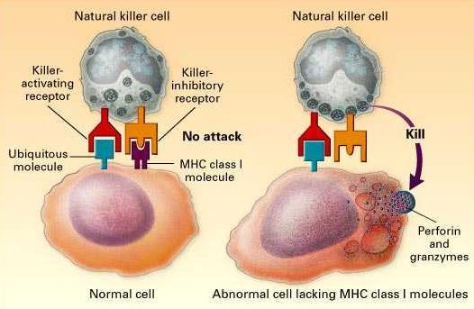 KAR aktive olursa, öldürme emri NK hücresine gönderilir, fakat bu sinyal sınıf I mol. tanıyan KIR tarafından inhibe edilir.