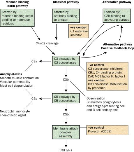 1. Kompleman Sistemi 3 yolla aktive olur; Klasik yol İK, apoptotik hücreler, bazı virüs ve gr (-) bakteriler Alternatif yol Bakteri, virüs, mantar