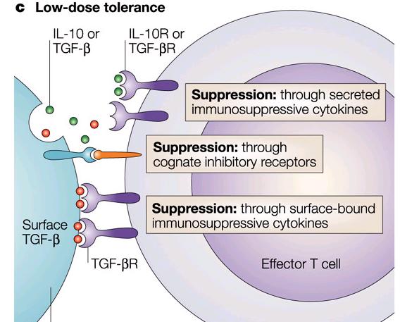 Mikrokimerizm T helper 1 aracılı immun yanıtı baskılayan
