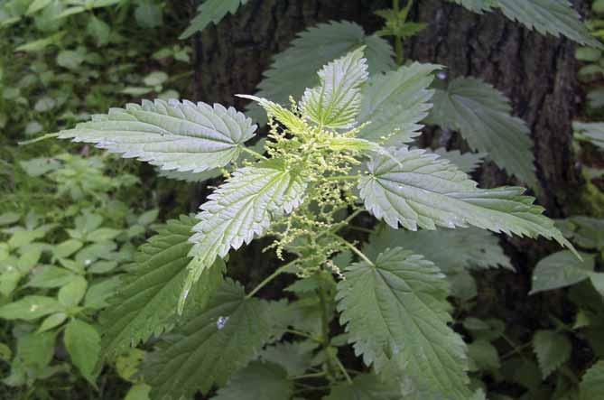 MJEKSI ISLAME Urtica dioica L. (Hithra) 94 Hithra është një ndër bimët më të njohura në vendin tonë.