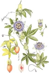 Yara iyi edici olarak ve pişiklerde kullanılır Thea sinensis (=Camellia sinensis),çay Vatanı Çin, Japonya,