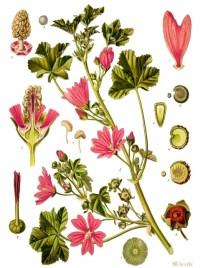 (Ebegümeci), Gossypium (Pamuk) Malva slyvestris Ebegümeci Avrupa, Asya ve yurdumuzda yaygındır. Tek, 2 ya da çok yıllık otsu bitkidir.