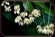 ) Hibiscus esculentus (bamya) Kültür bitkisi Müsilaj bakımından zengin Meyva, sebze olarak tüketilir.