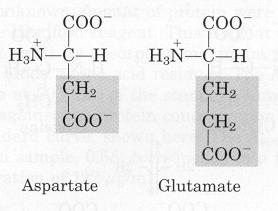 Negatif yüklü R gruplu amino asitler