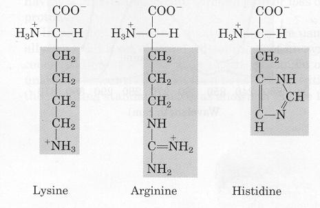 Pozitif yüklü R gruplu amino asitler Polar bazik