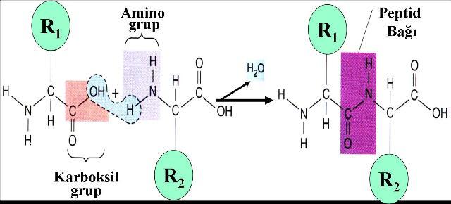 Bir yada daha fazla amino asitin kendi aralarında asit-amid bağı (peptid bağı) ile birleşmesinden