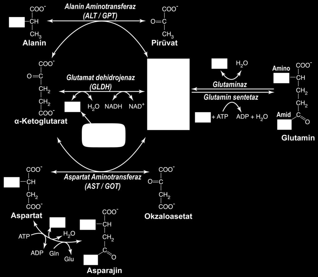 Kaynak: Engelking, 2014 Transaminasyon ve Deaminasyon Reaksiyonları Aminotransferazlar, bir α-amino asidinin α-amino grubunu, bir α- ketoaside transferini geri dönüşümlü olacak şekilde katalizleyen