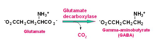 Dekarboksilasyon GABA (Gama aminobütirik asit) önemli bir inhibitör nörotransmitterdir.
