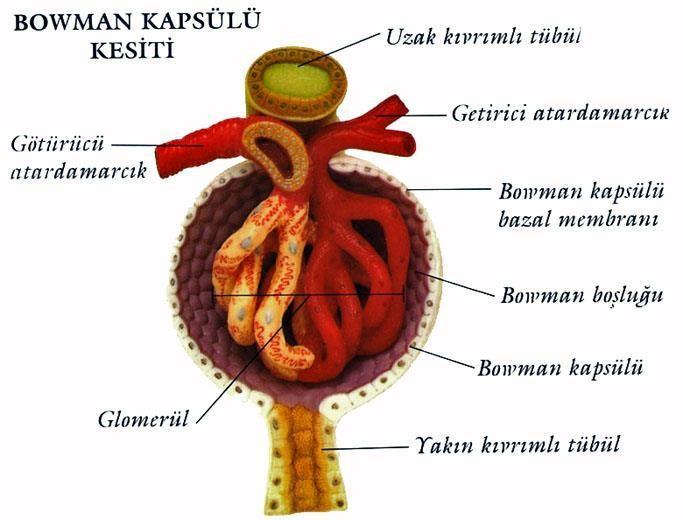 Nefronon Bölümleri: Malphigi cisimciği Bowman kapsülü içi boş, yarı küre şeklindedir. İçini, glomerulus doldurur.