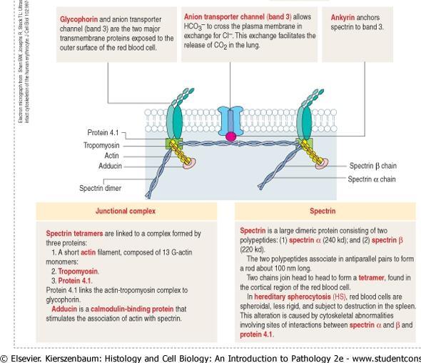 Eritrosit şekli membran proteinleri tarafından korunur Glycophorin Anion transporter channel protein(band 3) Ankyrin Spekctrin tetramerleri üç proteinin oluşturduğu komplekse bağlanır. 1.