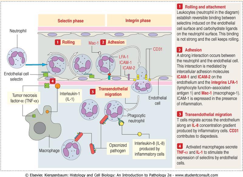 İnflamasyon ve hücre göçü 1.Lökositlerin (nötrofiller)endotel hücre yüzeyine tutunmasıyla nötrofil damar içerisindeki hareketini sonlandırır. 2.