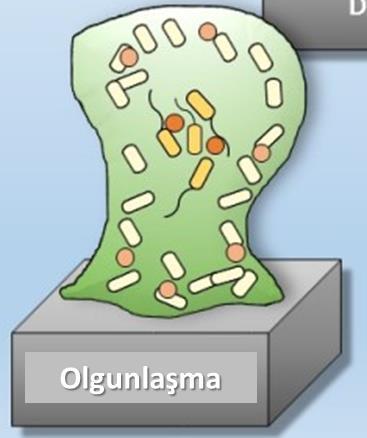 oluşumu