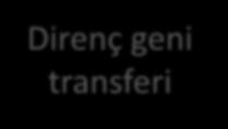 T.C. Sağlık Bakanlığı Dezenfektan direnci ile antibiyotik direnci Biyosidaller aracılığı ile gelis mesi olası