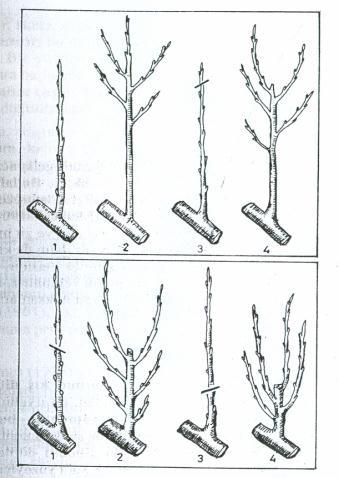 14. Bir dalın kesime karşı göstereceği tepkiye etki eden faktörler: - Meyve ağaçlarının tür ve çeşidi, - Anacın kuvvetli veya zayıf oluşu, - Çevre koşulları, - Toprak verimliliğidir.