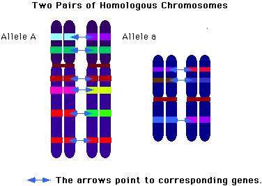 Homolog kromozom çifti Homolog kromozom çifti Allel A Allel a Oklar ilişkili genleri gösteriyor Mayoz bölünmede