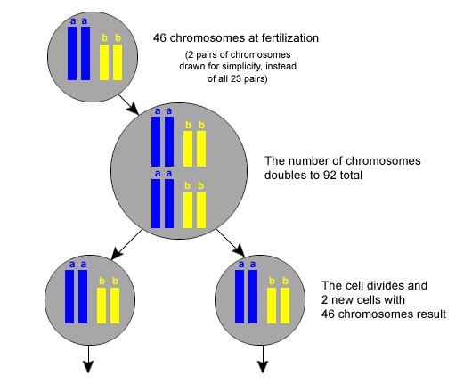 Fertilizasyonda 46 kromozom Her bir kromozom çift kromadit-(92)