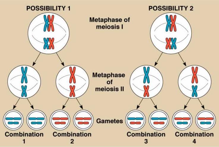 Kromozomlar tamamen rastlantısal olarak yavru hücrelere dağılır I. İhtimal II. İhtimal I. Mayoz / Metafaz II.