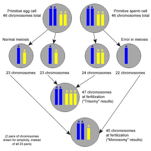 Primitif Primer oosit yumurta hücresi hücresi 46 kromozom 46 kromozom Normal mayoz Primer spermatosit hücresi 46 kromozom Hatalı