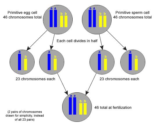 Primer yumurta hücresi 46 kromozom Primer oosit hücresi 46 kromozom Primer spermatosit hücresi 46 kromozom Her
