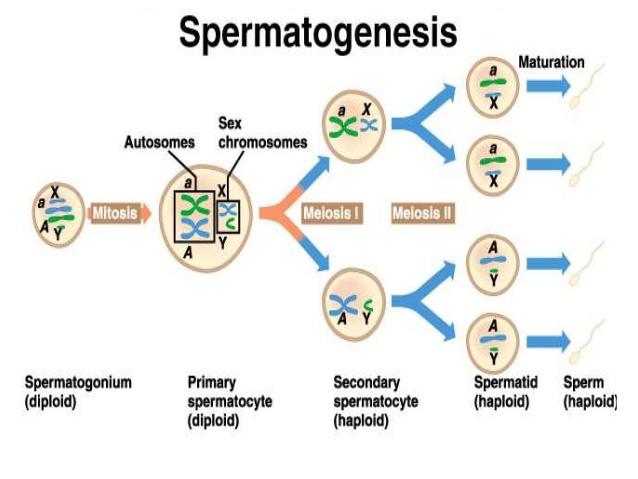 SPERMATOGENEZ Olgunlaşma Otozomlar Seks kromozomları Mitoz Mayoz I Mayoz II Spermatogonyum