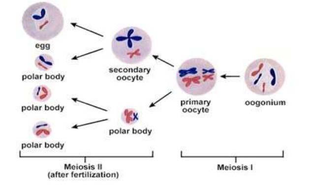 Oogenezis Ovaryumlarda meydana gelir İki bölünme sonucunda 3 polar cisimcik ve bir yumurta hücresi oluşur Polar cisimcikler sitoplazma eşit bölünmediği için ölür Olgun hücre oosit olarak