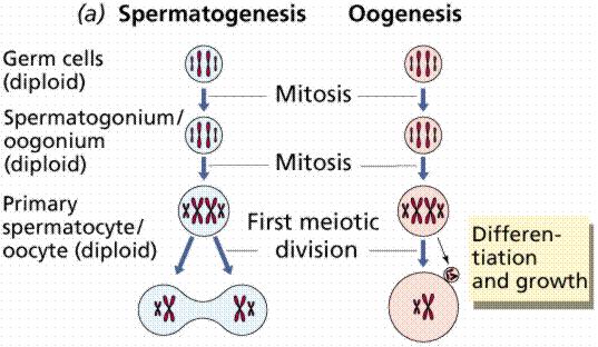 mayoz bölünme Farklılaşma ve büyüme Sekonder Spermatoit/ oosit (haploid)
