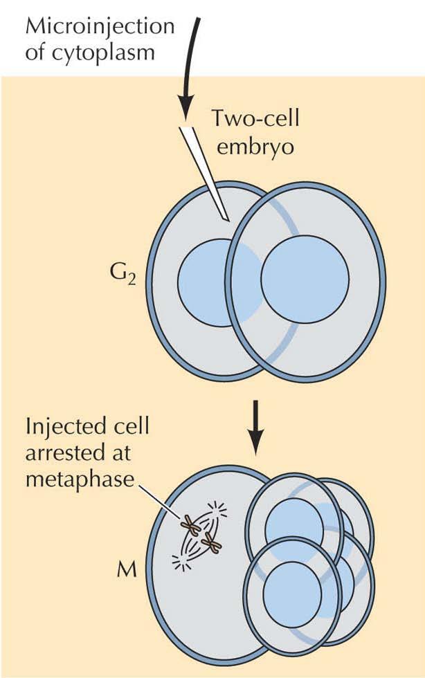 Enjekte edilen hücre metafazda durdurulurken enjekte edilmeyen hücre bölünmeye devam etti.
