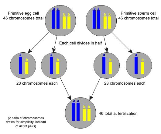 Primer yumurta Primer hücresi oosit hücresi 46 46 kromozom Primer spermatosit hücresi 46 kromozom Her