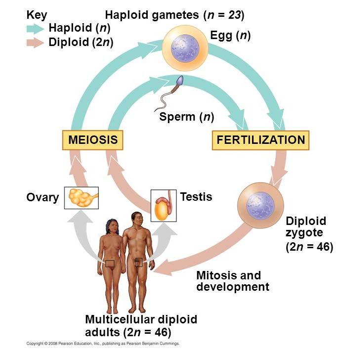 diploittir ve diploit germ hücreleri