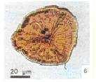 27 Psilophytale sporu, Emphanisporites, Libya Alt Devoniyen i mikroskobik görüntüsü (Durand 1980) 3.2.2 Gaz kromatografi incelemeleri Gaz kromatografi (GC) analizi, genel olarak hidrokarbon