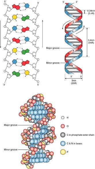 Şekil 3. DNA nın Watson-Crick modeli DNA nın Özellikleri 1. Negatif yüklüdür. 2. Suda çözünebilir. 3. Yüksek asidik veya bazik ortamda bileşenlerine parçalanır.