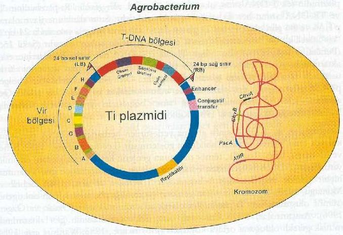 T-DNA aktarımının moleküler mekanizması 1.