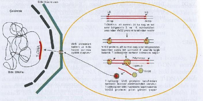 Agrobacterium dan bitki hücresine