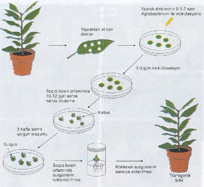 Agrobacterium aracılığı ile gen aktarımı ve transgenik bitkilerin elde