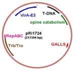 Agrobacterium hücresinde bulunan Ri plazmidi ve bitki hücrelerine T-DNA aktarımı Ri & Ti Plasmid Maps Ti Plasmid Ri Plasmid Ri plazmidi