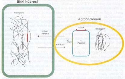 Ri plazmidinde T-DNA bölgesinden başka vir bölgesi de bulunmaktadır. Vir bölgesinde A.
