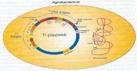 T-DNA aktarımının moleküler mekanizması A.