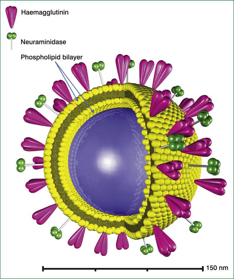 Viral genom içermez Virozom Lipozom + viral glikoprotein Antijen taşıma aracıdırlar APC in antijen alımını