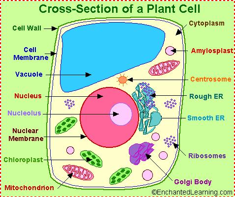 Bir bitki hücresinin