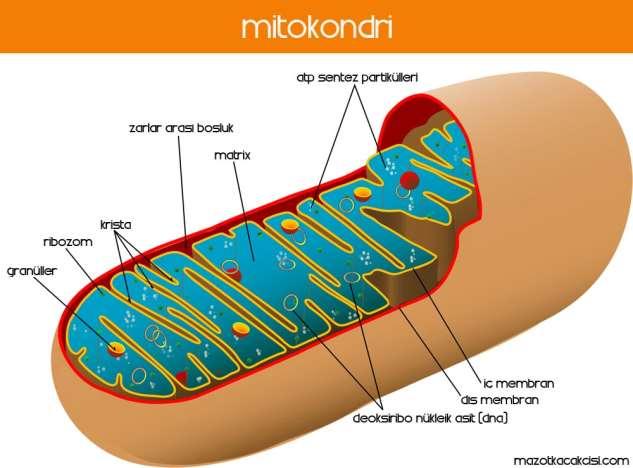 Bir mitokondrinin iç yapısı Mitokondriler iki zarla çevrilidirler. Dış zar genellikle düzgün bir yapıdadır.