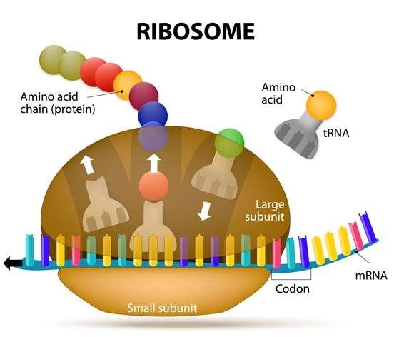 Ribozomlar Hücrede en fazla bulunan küre şeklindeki organellerdir. Nukleusta olusur ve sitoplazmaya geçerler. RNA ve proteinden oluşmuştur.