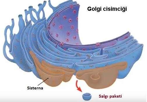 GOLGİ CİSİMCİĞİ (GOLGİ AYGITI, DİKTİYOSOM) Bitki hücrelerindeki golgi cisimciğine Diktiyosom denir.