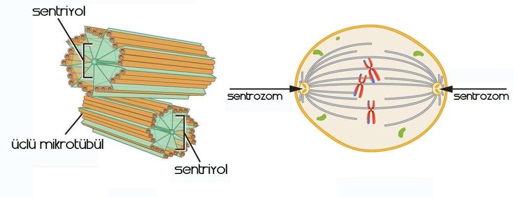SENTROZOM Sentrosomlara, hayvan hücrelerinde ve bazı aşağı bitkilerin hücrelerinde rastlanır. İnterfazda sentrosomlar bir veya iki tanecik halindedir, bunlara Sentriol adı verilir.
