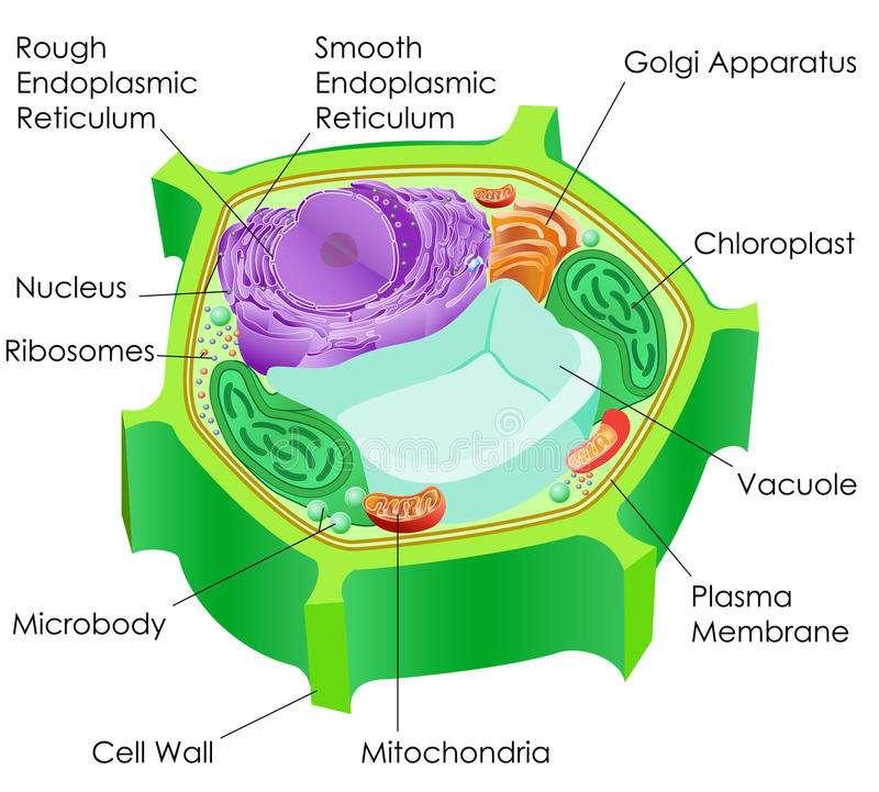 VAKUOLLER -Genç ve olgunlaşmamış hücrelerde, hücreyi tamamen doldurmuş sitoplasma içinde yağ damlacıkları şeklinde görülen çok sayıda vakuol bulunmaktadır.