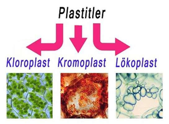 PLASTİDLER Genç hücrelerde plastidler yoktur, onların yerine proplastidler bulunmaktadır.