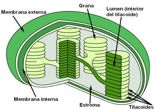 Kloroplast ın Üç