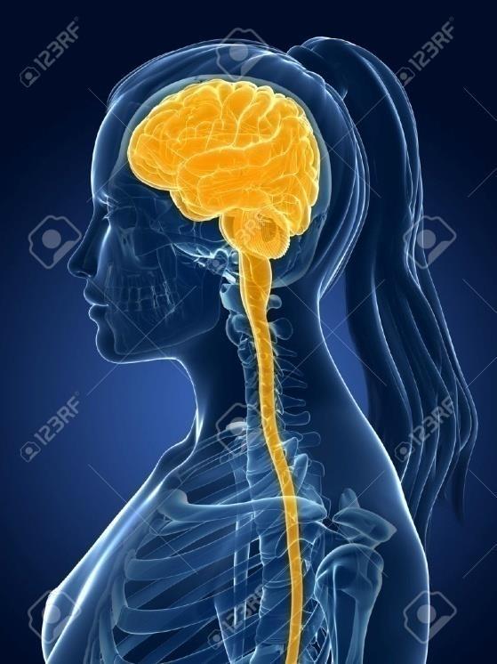 beyin ve medulla spinalisi bağlayan kranial ve spinal sinirler Otonom sinir