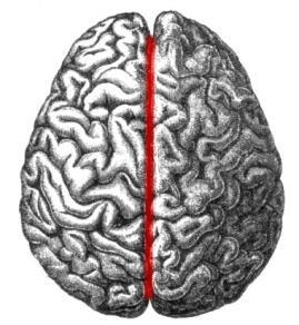 Beyin Gelişimi Ventral indüksiyon: Beynin 2 hemisfere ayrılması