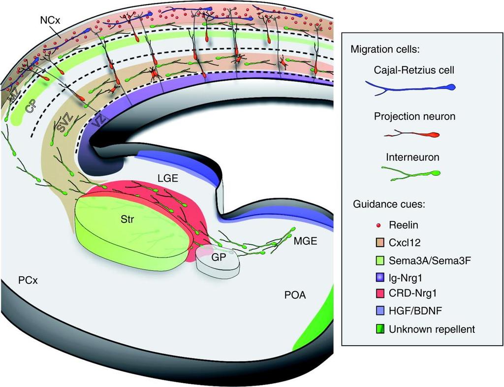 subventricular/ventricular zones Telencephalon da nöronal migrasyon: (Koronal kesit) Medial